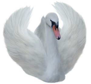 a white swan